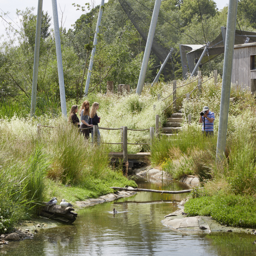 Living Wetland Theatre and Waterscapes Aviary, Slimbridge, for Wildfowl and Wetlands Trust, with BD Landscape Architects, Kay Elliott Architects, Hoare Lea and David Dexter Engineers